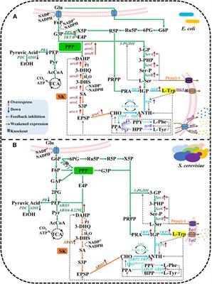 A comprehensive review and comparison of L-tryptophan biosynthesis in Saccharomyces cerevisiae and Escherichia coli
